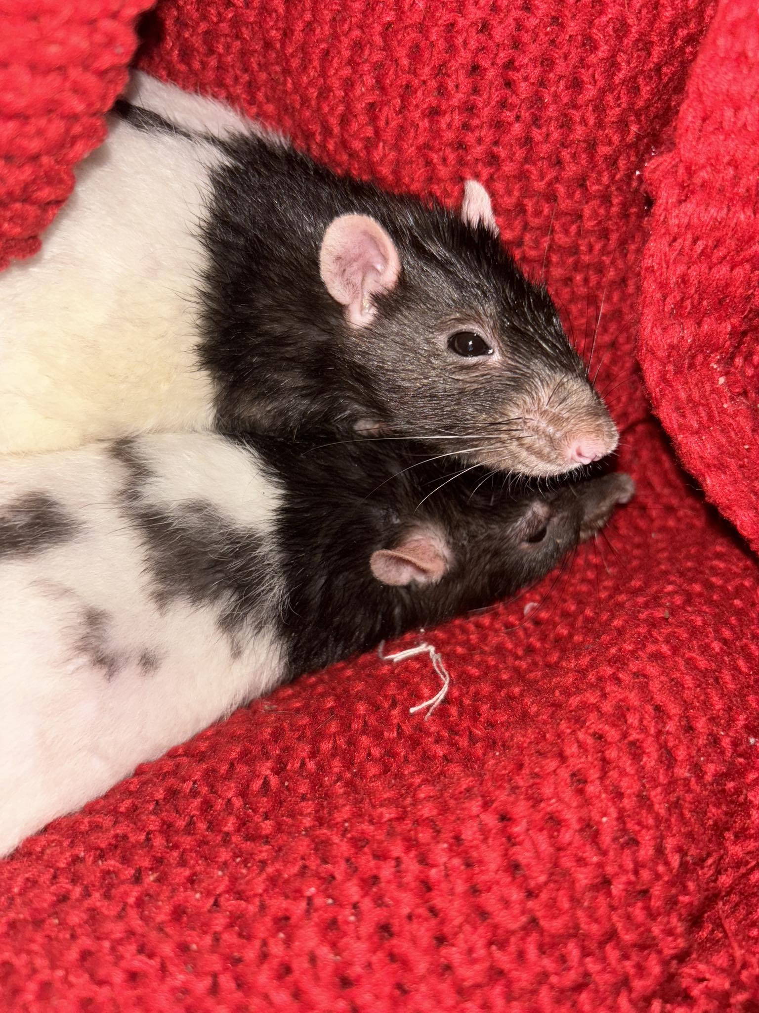 My boys