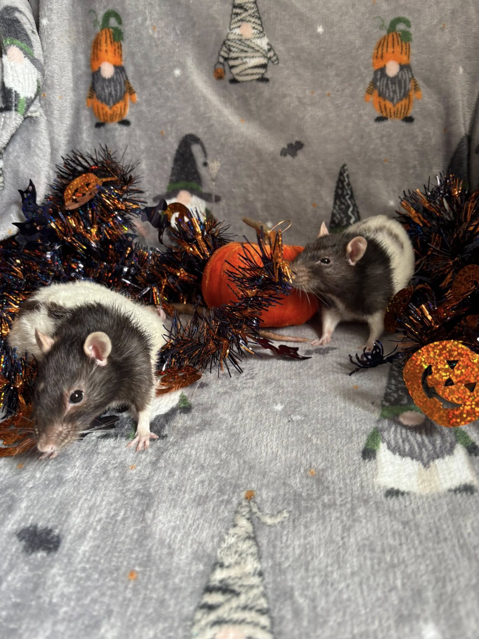Spooky Season