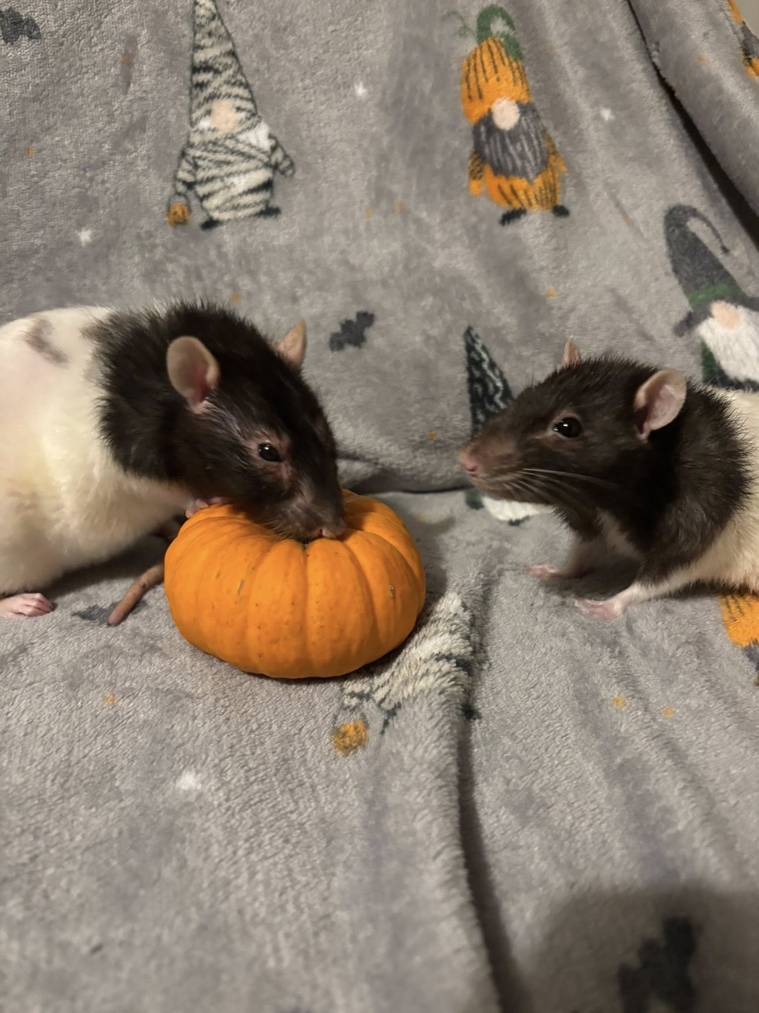 Mini pumpkin