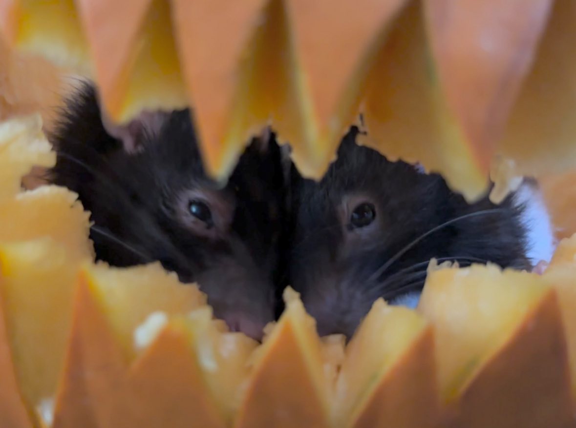 Rattie pumpkin fun